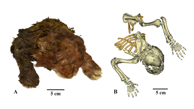 The frozen mummy of Homotherium latidens (Owen, 1846), specimen DMF AS RS, no. Met-20-1, Russia, Republic of Sakha (Yakutia), Indigirka River basin, Badyarikha River; Upper Pleistocene: (A) external appearance; (B) skeleton, CT-scan, dorsal view.