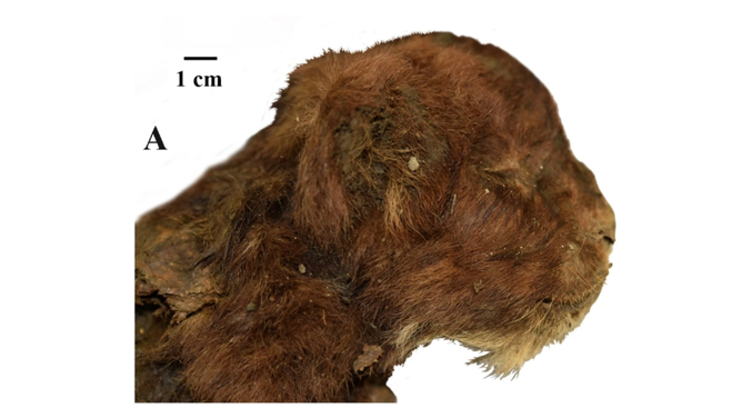 External appearance of three-week-old head of large felid cubs, right lateral view: Homotherium latidens (Owen, 1846), specimen DMF AS RS, no. Met-20-1, frozen mummy, Russia, Republic of Sakha (Yakutia), Indigirka River basin, Badyarikha River; Upper Pleistocene.