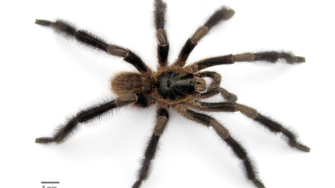 The tarantula species: Trichopelma grande.