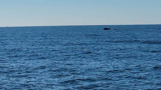 The Florida Fish and Wildlife Conservation Commission reports that three potential mothers of the endangered North Atlantic right whale were spotted in late November off the coast of the Carolinas.