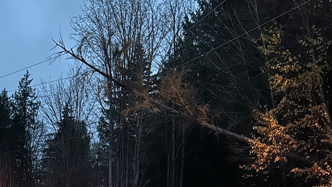 Tree into Power Line