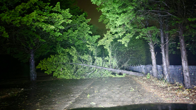 This image shows trees that were felled during storms on Sunday, November 3, 2024.