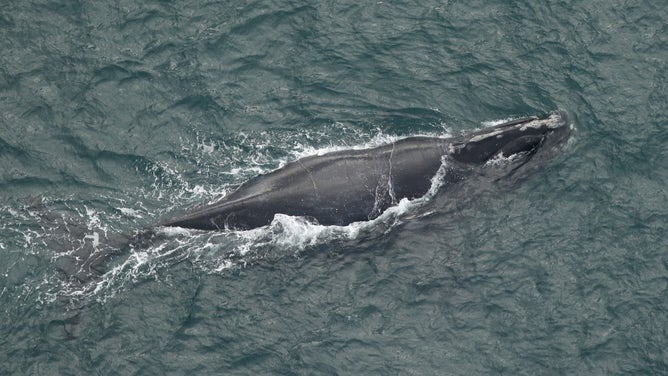 The Florida Fish and Wildlife Conservation Commission reports that three potential mothers of the endangered North Atlantic right whale were spotted in late November off the coast of the Carolinas.