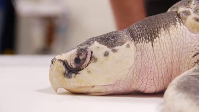 This photo shows Boeier, a cold-stunned sea turtle, after being brought to the Houston Zoo.