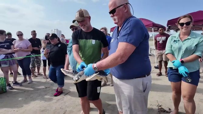 This photo shows Boeier, a cold-stunned sea turtle, about to be released back into the Gulf of Mexico.