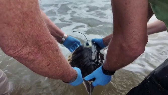 This photo shows Boeier, a cold-stunned sea turtle, about to be released back into the Gulf of Mexico.