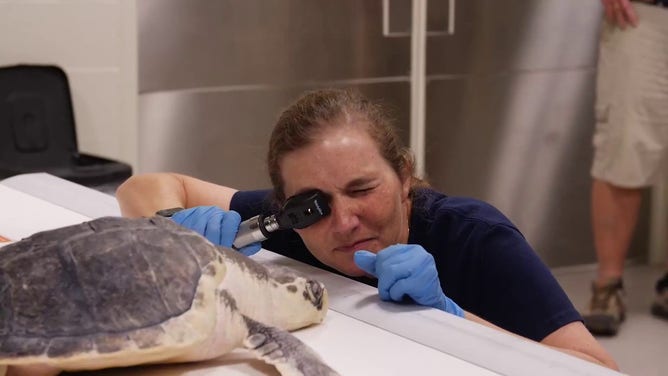 This photo shows Boeier, a cold-stunned sea turtle, receiving a medical evaluation.