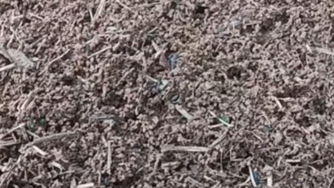 A close up photo of ants on the large anthill in Jackson, TN.