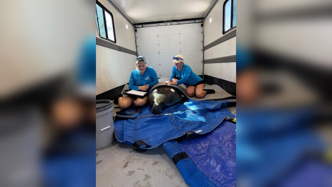 ZooTampa workers sit with Gully after he was saved from a small pond in the Big Bend Wildlife Management Area