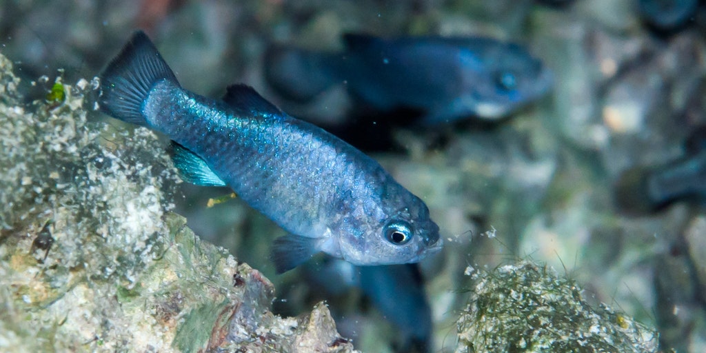 One of the rarest fish in the world that was damaged by the Northern California earthquake