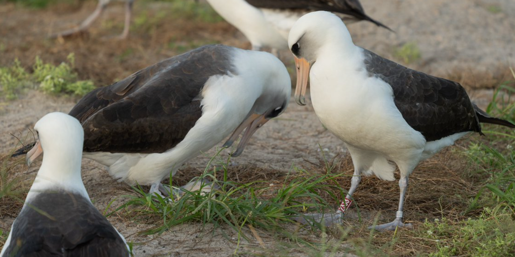 World’s oldest known wild bird lays egg at 74 years old