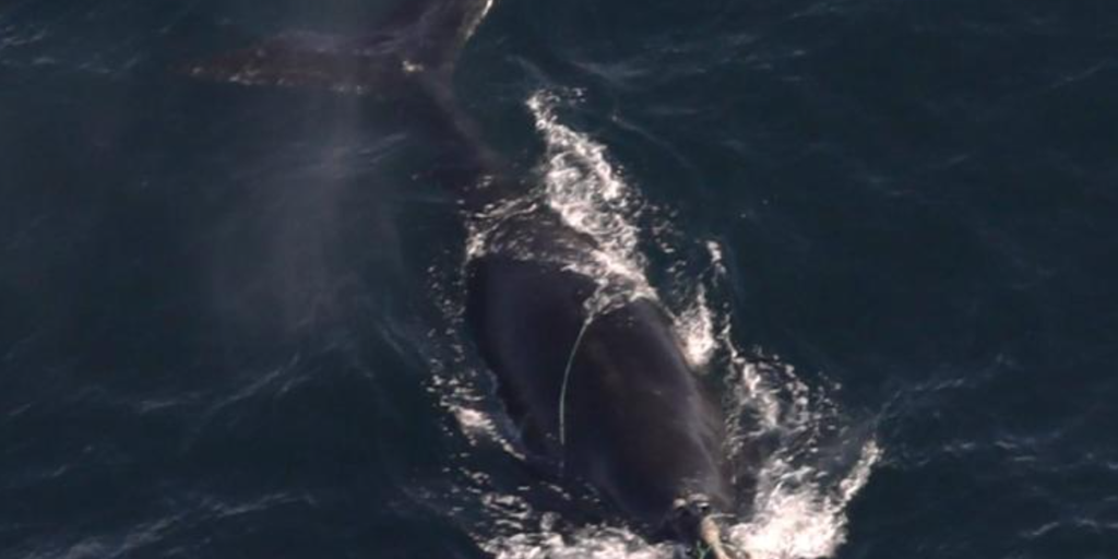 2 entangled right whales spotted off coast of Massachusetts