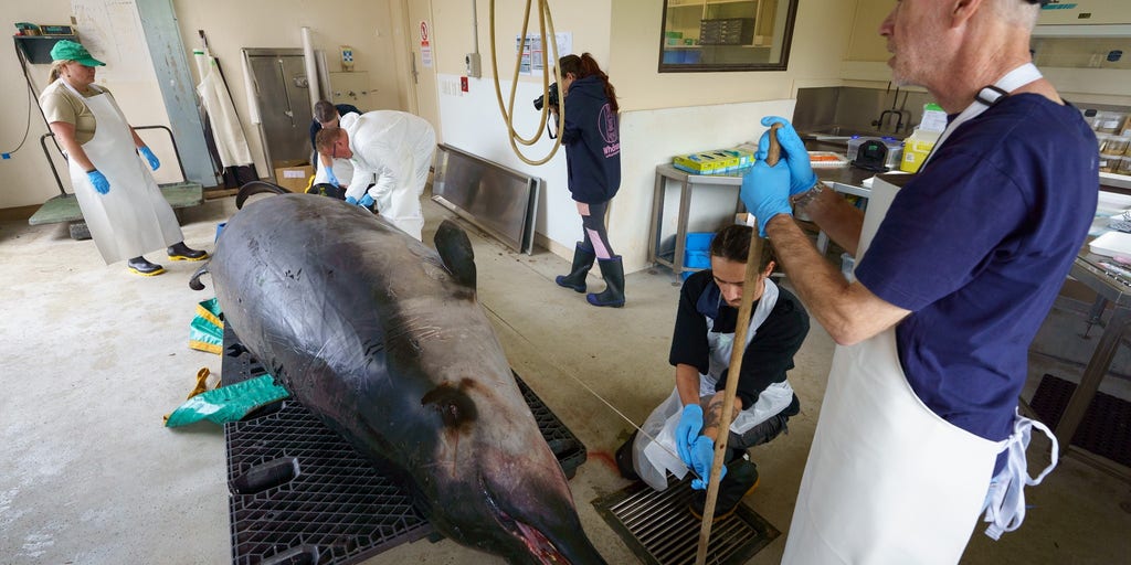 World’s rarest whale to undergo study for first time in New Zealand