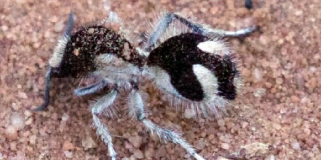 Velvet ant’s markings can absorb nearly all visible light, study finds ...