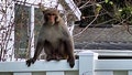 Monkey sightings in Florida town prompt police to issue dire warning - Fox News