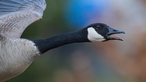 Chicago middle schoolers discover cancer-fighting compound in goose poop