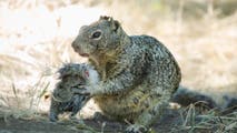 Meat-eating squirrels? New study finds evidence of carnivorous behavior in California squirrels