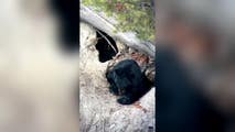 Watch: Black bear nestles in for hibernation at Yellowstone National Park