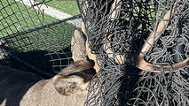 Watch: Exhausted buck freed after becoming tangled in batting cage net at Colorado high school