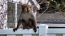 Monkey sightings in Florida town prompt police to issue dire warning