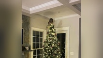 Video: Owl replaces star atop Christmas tree after swooping into Virginia home