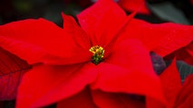 Tennessee man honors Great Smoky Mountains rescuers with poinsettia in 50-year tradition of gratitude