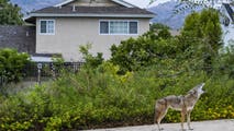 Rangers capture coyote with human DNA on paws linking it to attack on Colorado preschooler