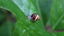 Rare snails back in Hawaii forest after nearing extinction, officials say