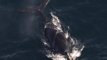 2 entangled right whales spotted off coast of Massachusetts