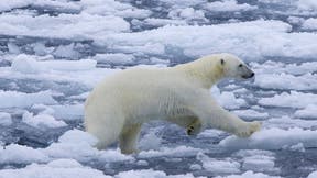 Man Injured in Polar Bear Attack