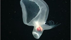 Watch: Newly identified deep sea slug glows as it glides through the ocean