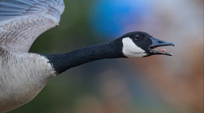 Chicago middle schoolers discover cancer-fighting compound in goose poop