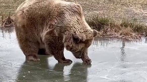 Brown bears seen pouncing, rolling on frozen pond in New York