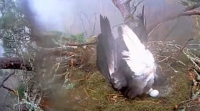 Watch: Bald eagle protects eggs as tornado-warned storm rages in Louisiana