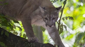 5 endangered Florida panthers found dead in the last month