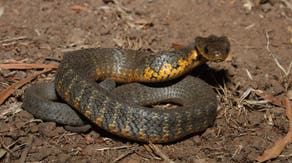 VIDEO: Woman fends off deadly tiger snake slithering up leg while driving