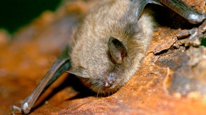 Dead bat found among kid toys by Florida mother tests positive for rabies, deputies say