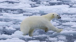 Man seriously injured while fighting off polar bear that was attacking his wife