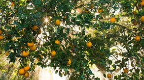 Florida’s citrus growers brace for smallest production in 95 years following hurricanes, disease