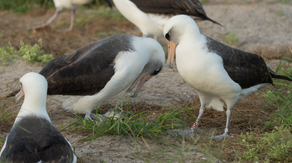 World's oldest known wild bird lays egg at 74 years old