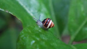 Rare snails back in Hawaii forest after nearing extinction, officials say