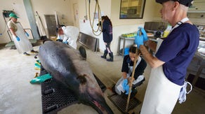 World’s rarest whale to undergo study for first time in New Zealand