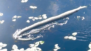 Video: Alligator dragging enormous python leaves tour guide in Florida Everglades stunned