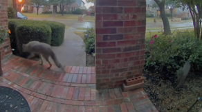 VIDEO: Coyote and bobcat caught playing tag on Texas doorbell cam