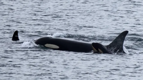 Grieving orca who carried dead calf for 17 days in 2018 spotted with newborn calf