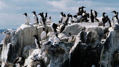 Ocean heat wave known as 'The Blob' blamed for killing half the population of bird species