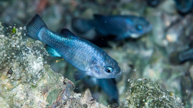 Devils Hole Pupfish.