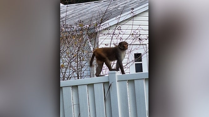The Orange City Police Department warned the public on Monday after they received multiple reports of primate sightings within the city limits. The exact number of loose monkeys remains unknown, but officers are urging residents to exercise caution if they encounter one.