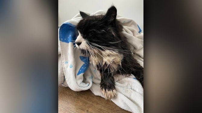 A 20-year-old blind cat escaped a watery grave thanks to the quick actions of concerned citizens and local authorities in Massachusetts.
