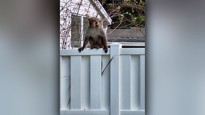 The Orange City Police Department warned the public on Monday after they received multiple reports of primate sightings within the city limits. The exact number of loose monkeys remains unknown, but officers are urging residents to exercise caution if they encounter one.